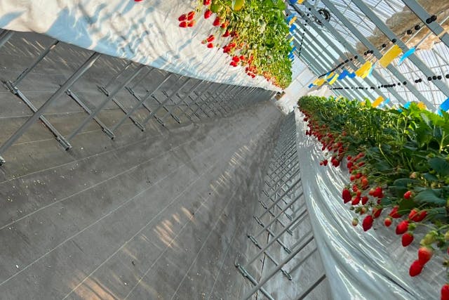 【１月・２月】いちごの楽園へ！2～4種類食べ比べ!30分食べ放題！！