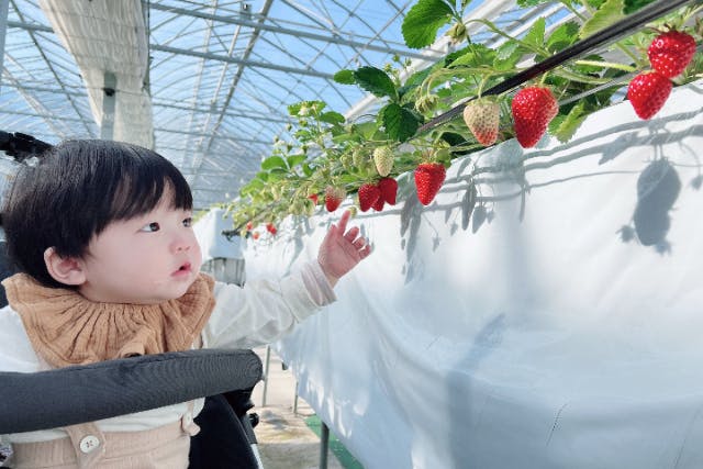 ★みつばちいちご食べ放題45分！！かおりの・紅ほっぺ・おいCベリー・ベリーポップすずの4種食べ比べ♪～ファミリー・カップルにオススメ★～