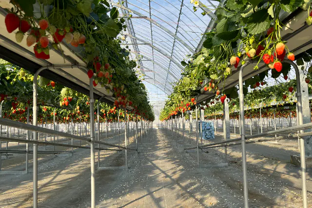 【岐阜県・関市・いちご狩り】2種のいちご30分食べ放題！《練乳無料サービス有》地域に愛され20年！広大なハウスでベビーカーや車イスも楽々♪地元の農産物を販売する直売所や売店、遊具のある広場も併設★