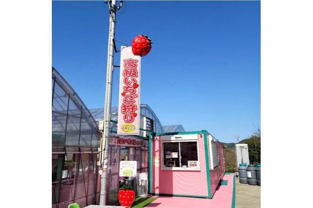 【和歌山・みなべ町・いちご狩り・平日プラン】ほぼ貸し切り・高級いちご狩り50分★ご予約はこちら。究極のいちごを探す旅をお楽しみください♪＜ファミリー・カップル・女性にもおすすめ♪＞