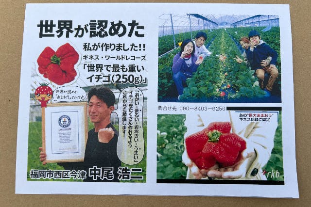 【福岡県・福岡市西区・いちご狩り】ギネス認定農園で「あまおう」を堪能！たっぷり60分食べ放題