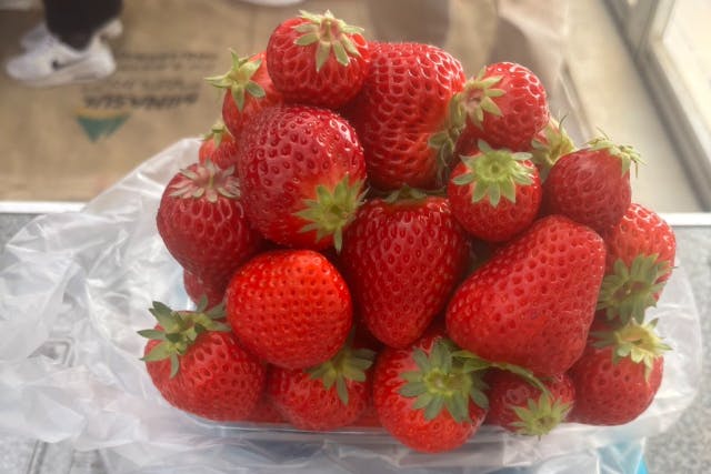 【愛知県・春日井市・いちご狩り】家族・カップルで楽しむ4品種の摘み比べ！お持ち帰り専用プラン[イートインスペース有]