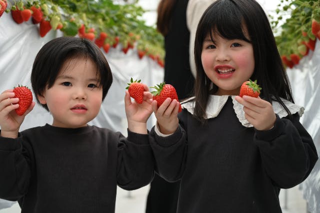 【愛知県・春日井市・いちご】4品種の摘み比べ！摘み放題[イートインスペース有]