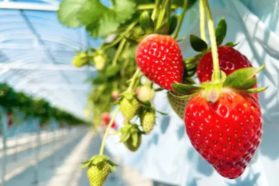 最大7品種満足40分食べ放題！令和生まれの新品種登場！【伊香保から約