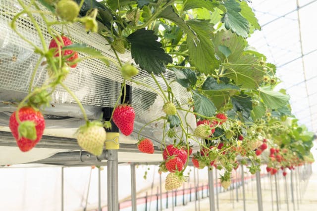 【島根県・安来市・いちご狩り】５品種ゆったり45分食べ放題！高設栽培で車椅子OK＆甘くて美味しい山陰いちごを堪能