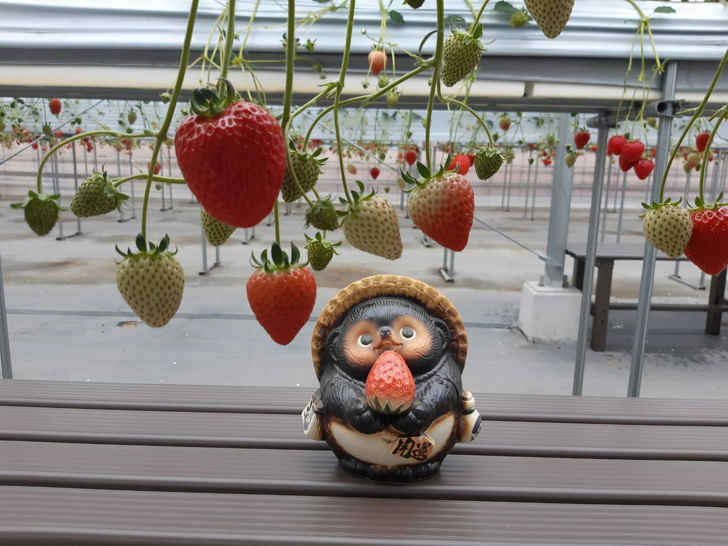 滋賀・竜王・いちご狩り】午後予約なら40分に無料延長！最大7品種