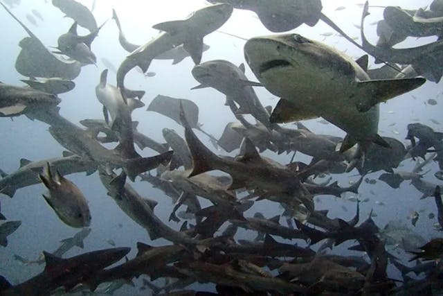 【日帰り】千葉県伊戸2ボートダイブ　房総半島のシャークスクランブル！「伊戸」ダイビングツアー！