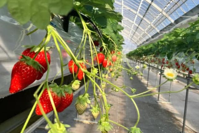 【滋賀・竜王・いちご狩り】白いちご含め最大5品種×45分間いちご食べ放題＆食べ比べ♪【2歳以下無料】【ベビーカーOK】【シニア割】【竜王ＩＣ～車１分】【練乳持ち込みＯＫ】