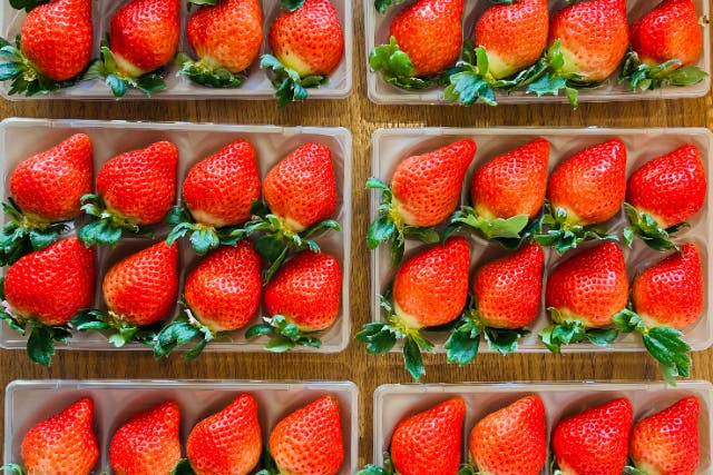 【福岡・柳川・いちご狩り】あまおうなど最大5品種を食べ比べ！車いす・ベビーカーOKなユニバーサル農園で40分食べ放題＜柳川観光・ファミリー・お友達同士・全ての方におすすめ＞