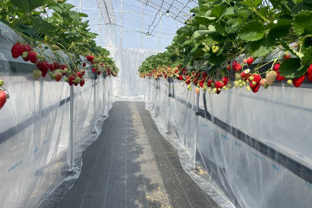 【兵庫・加古川・いちご狩り】40分食べ放題！旬の3品種食べ比べ＆3歳以下無料！高設栽培・ベビーカー＆車いすOK