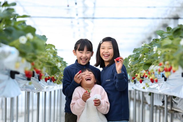 【岡山・西粟倉村】最大５品種！完熟いちご４０分間食べ比べ＆食べ放題＼自然と過ごす豊かな休日…いちご狩り＋αの体験ができる場所【２歳以下無料】【西粟倉村｜鳥取市・姫路市から車で約１時間】