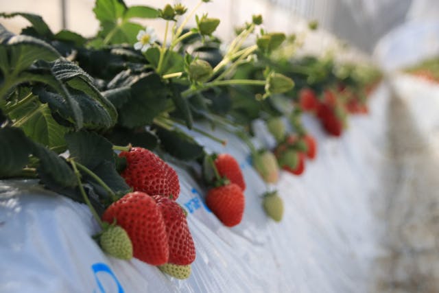 【栃木・益子・いちご狩り】30分食べ放題！栃木の最新品種「とちあいか」を満喫♪