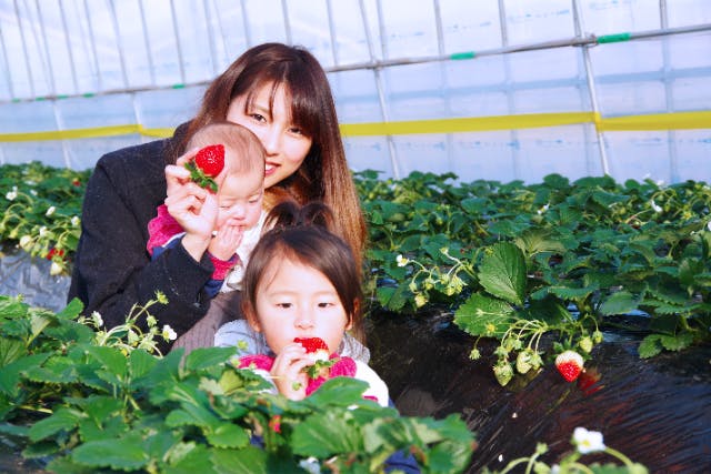 【栃木・益子・いちご狩り】30分食べ放題！栃木の最新品種「とちあいか」を満喫♪