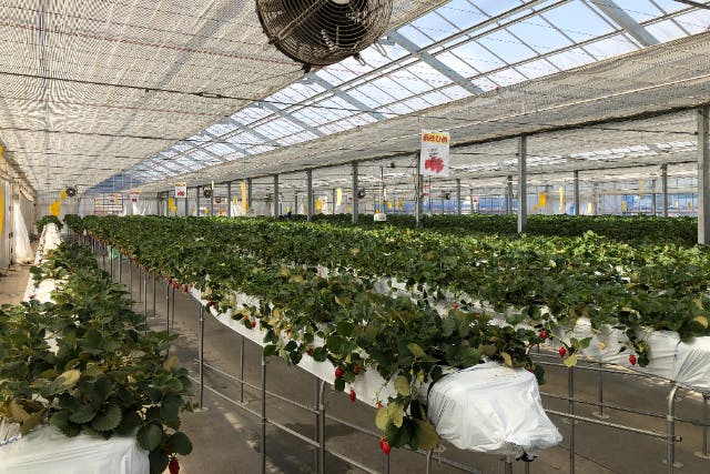 【埼玉・入間・いちご狩り】30分食べ放題！完熟の章姫・紅ほっぺなどを堪能！入間ICから車で5分・アウトレットからすぐ！駐車場無料あり