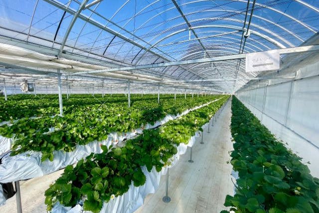 最大9品種満足40分食べ放題！【伊香保温泉から5分】☆練乳おかわりし放題☆【1月10日～3月31日】