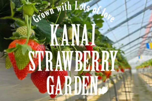 我峰ハウス【群馬・高崎・いちご狩り】県内最高峰の完熟いちご30分食べ放題！品評会金賞受賞の味を堪能！安心安全のこだわり栽培！