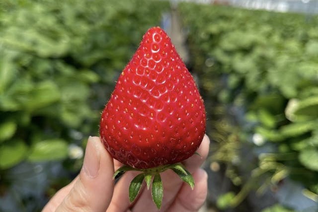 【佐賀・伊万里】★45分いちご食べ放題★糖度自慢の佐賀県産ブランド「いちごさん」、「天使のいちご」を含む最大9品種食べ比べ♪