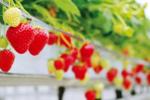 【兵庫】大自然が育てた『匠のいちご』を40分食べ放題♪深呼吸したくなる場所で至福のひとときを・・・。