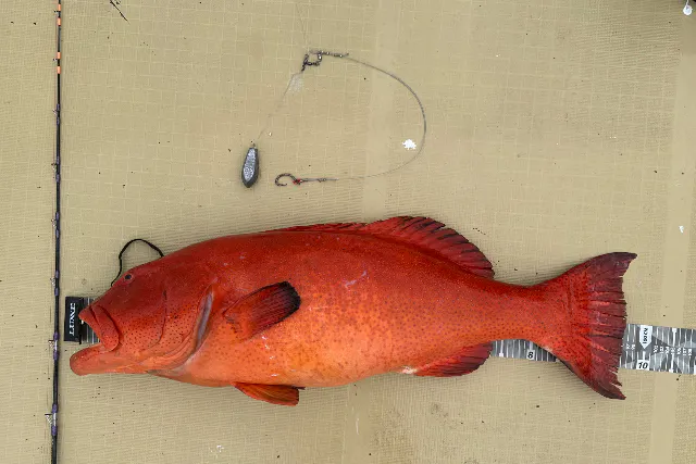 【貸切】家族・グループ向けフィッシング4時間《釣れた魚を食べられる》