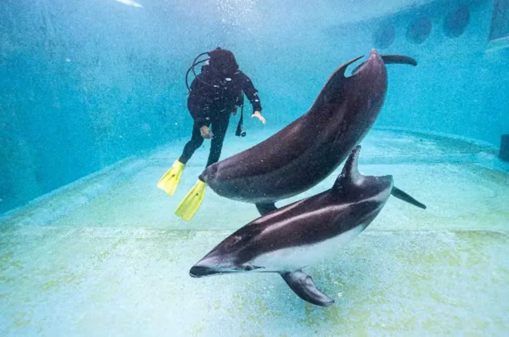 ドルフィンビーチ