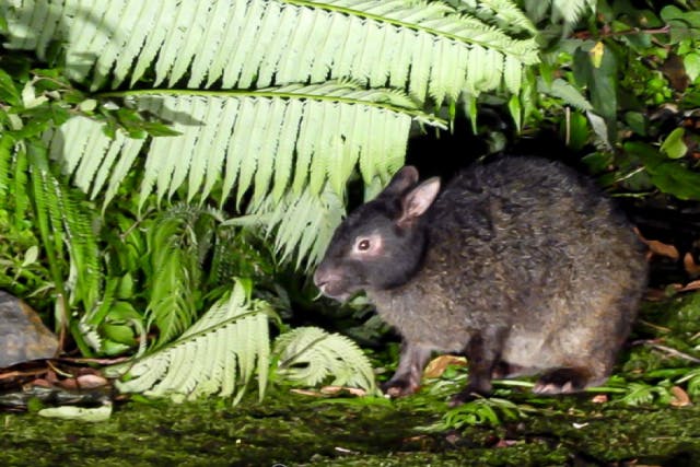 【鹿児島・奄美大島】奄美の森でナイトツアー《少人数のご案内だから・家族・カップル・女性同士・お友達にオススメ》