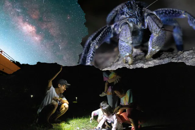 【ナイト/1時間】当日予約OK! 小学生未満無料！宮古島の夜の生き物探索 &星空鑑賞! 短時間で手軽にナイトツアー！！