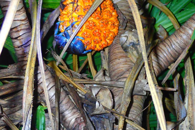 ナイトツアー【サクッと1時間/生き物探し/星空観賞/当日予約OK！】小さなお子様連れのご家族！カップル！誰でも楽しめるお手軽ナイトツアー！！