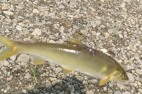 【新潟・糸魚川・鮎釣り】アユイング/鮎をルアーで釣る。天然遡上の能生川、名立川でプライベートチャレンジ！
