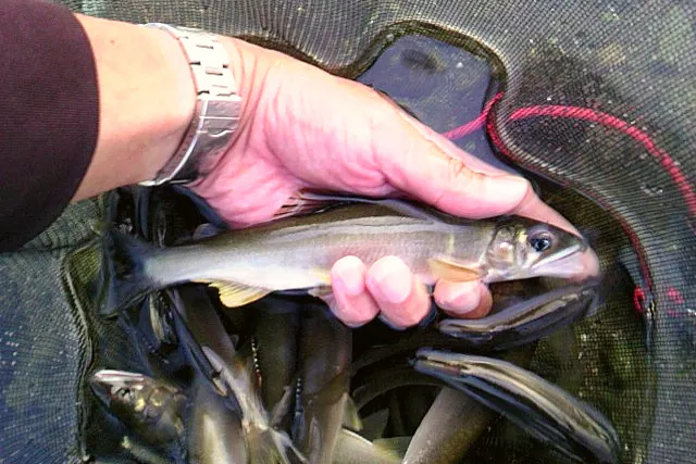 【新潟県・湯沢エリア・アユイング】ルアーで鮎釣り体験プラン。高校生から参加OK！本格的な講習をご希望の場合も対応可能。