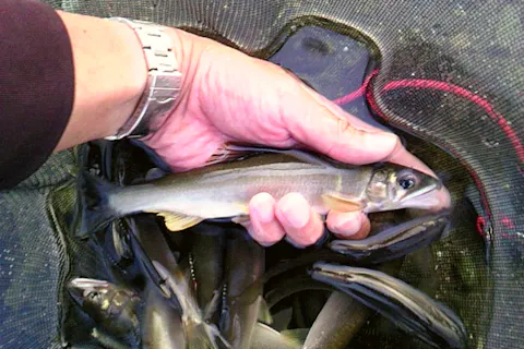 【新潟県・湯沢エリア・アユイング】ルアーで鮎釣り体験プラン。高校生から参加OK！本格的な講習をご希望の場合も対応可能。
