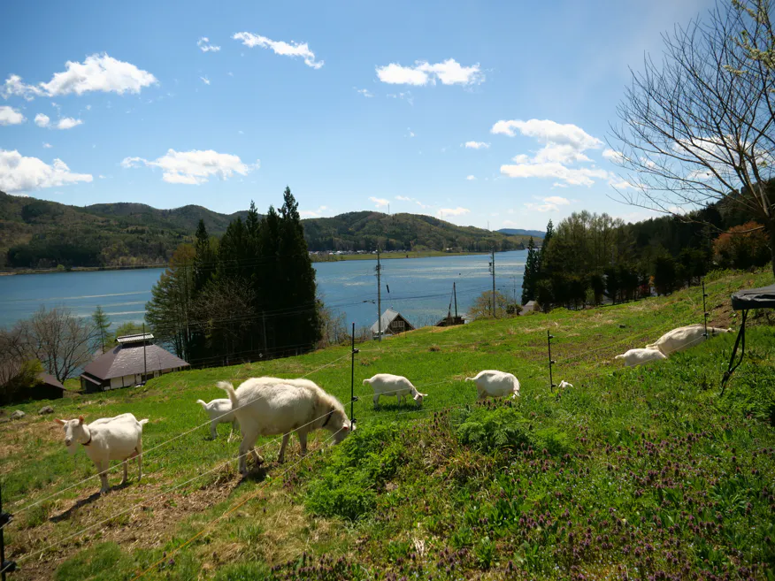 小さな山羊牧場