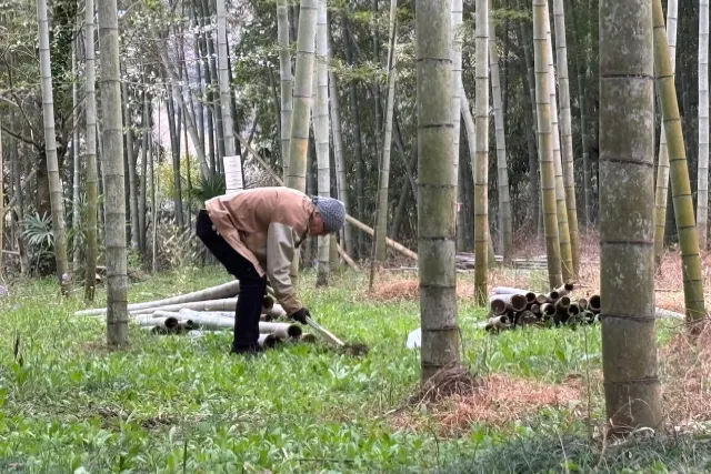 【初夏の味覚】秩父、長瀞で真竹のタケノコ狩り