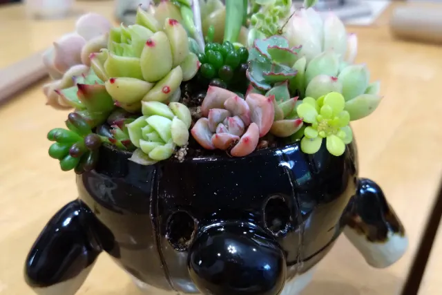 ワクワクポット選び♪】サボテンor多肉植物の寄せ植え☆湘南の行き帰り