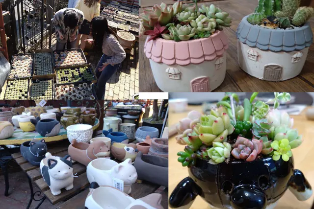 【ワクワクポット選び♪】サボテンor多肉植物の寄せ植え☆湘南の行き帰りに1時間で完成【戸塚】