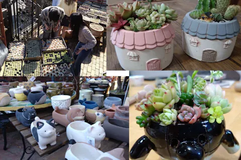 ワクワクポット選び♪】サボテンor多肉植物の寄せ植え☆湘南の行き帰り