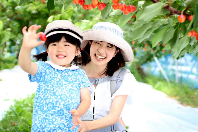 【長野・松川町】雨の日でも安心！小さなお子様も楽しめる垣根栽培のさくらんぼ狩り30分食べ放題