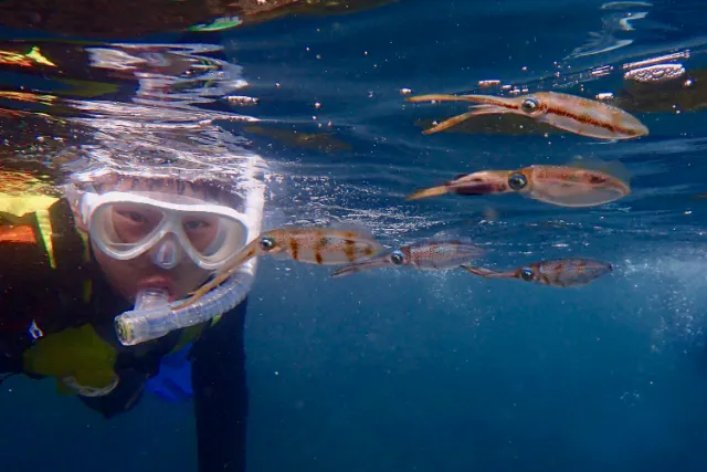 【佐渡・虫崎・シュノーケリングツアー・水中生物観察】手ぶら参加OK！午前・午後開催