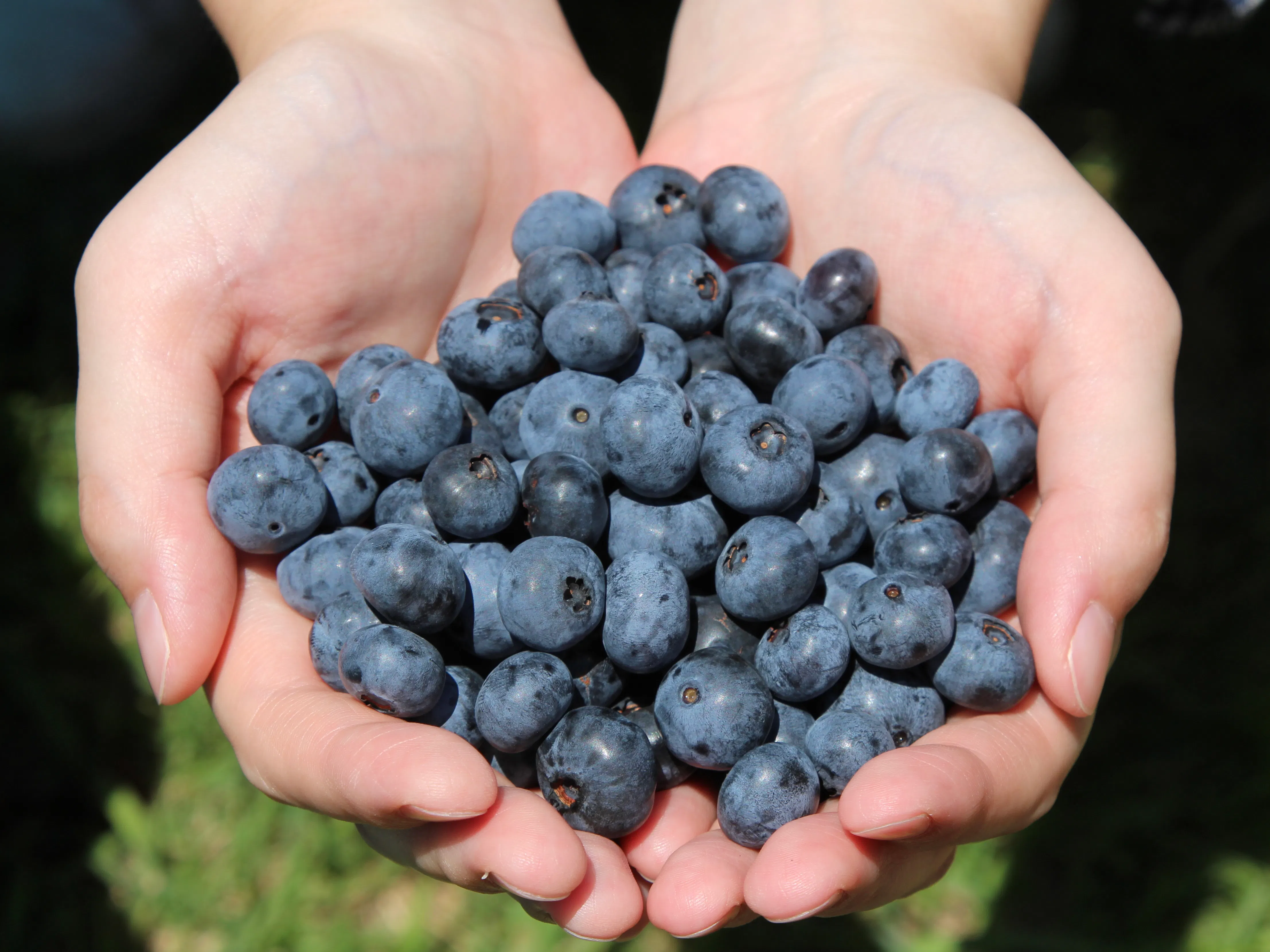 Blueberry Farm Suzuki