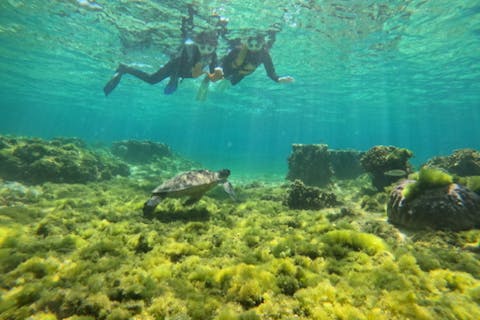 【沖縄・那覇・糸満】到着後すぐ、帰る日でも間に合う!ウミガメやカラフルな熱帯魚が楽しめるジョン万ビーチでシュノーケル!写真データ＆餌やり無料