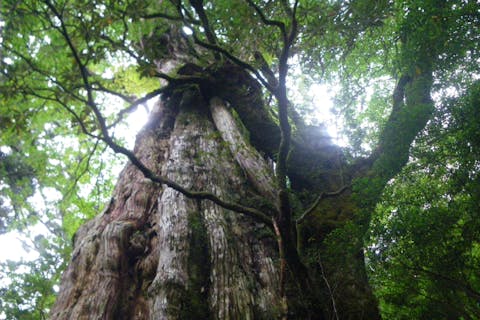 【鹿児島・屋久島】初心者OK！貸切！ヤクスギランド半日コース、巨木とコケの秘境へ、公認ガイドとのんびりツアー