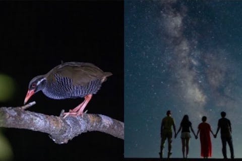 【マクロの世界!太古の森でヤンバルナイトサファリツアー！】美しい星空撮影とヤンバルクイナなどの野生動物を探そう！一眼レフ写真無料♪のプラン詳細