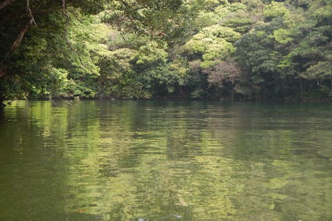 【鹿児島・屋久島】白谷雲水峡〜半日苔むす森トレッキング+安房川リバーカヤックのコンボツアー
