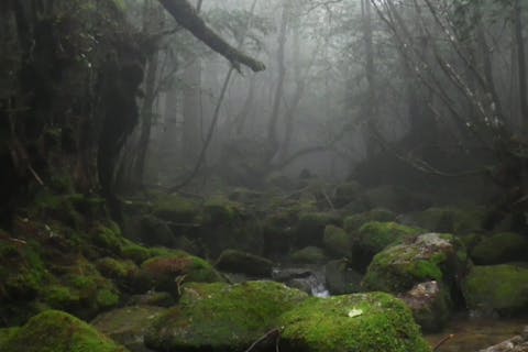 【鹿児島・屋久島】白谷雲水峡の苔むす森、初心者OK！ガイドと森歩き半日コース(午前／午後)