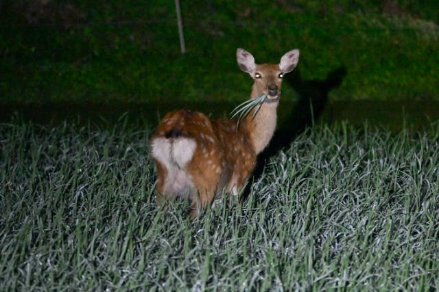【岩手・大槌・ナイトサファリ】ハンターと一緒に夜の野生動物たちをじっくり観察！