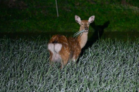 【岩手・大槌・ナイトサファリ】ハンターと一緒に夜の野生動物たちをじっくり観察！