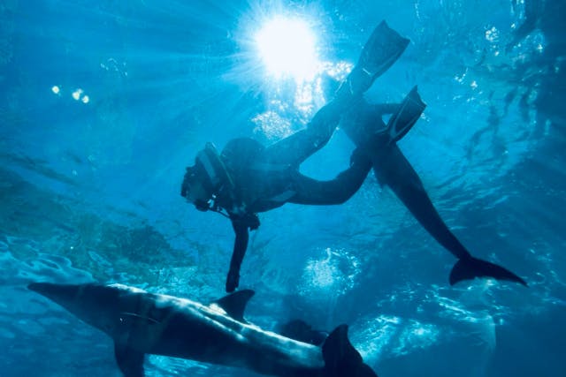 【大阪発・串本】イルカと潜って癒しの時間を堪能できる！日帰りファンダイビングツアー★ライセンス必須！１人で参加