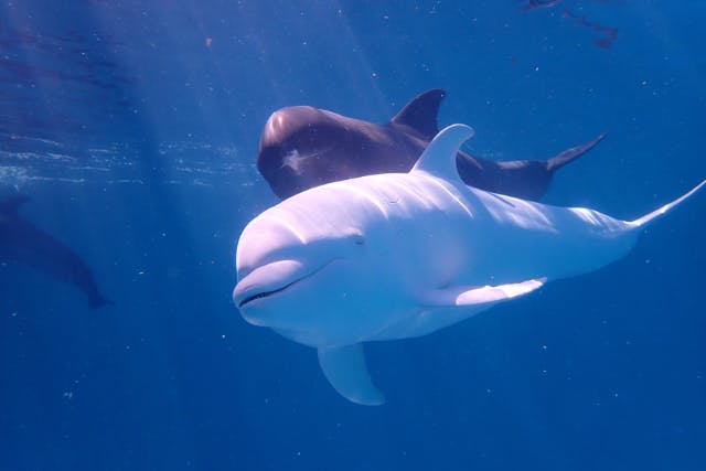 【大阪発・串本】イルカと潜って癒しの時間を堪能できる！日帰りファンダイビングツアー★ライセンス必須！2人以上で参加