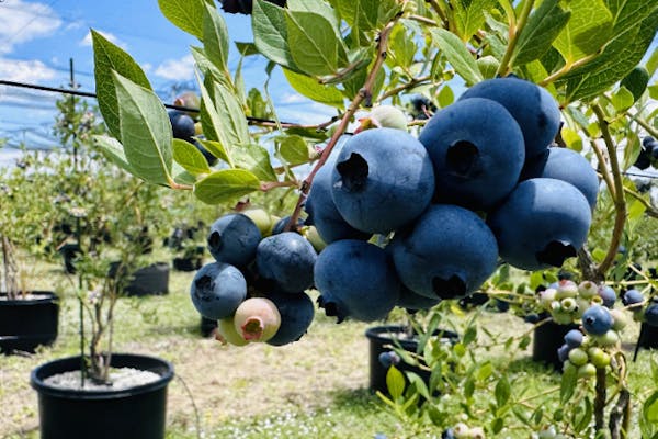 青いフルーツ 有機JAS】摘みたて生果実！オーガニックブルーベリー／100g×12パック