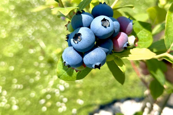 綾瀬×ブルーベリー狩り】2025年OPEN！制限時間なし + 持ち帰りパック