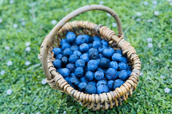 綾瀬×ブルーベリー狩り】2025年OPEN！制限時間なし + 持ち帰りパック